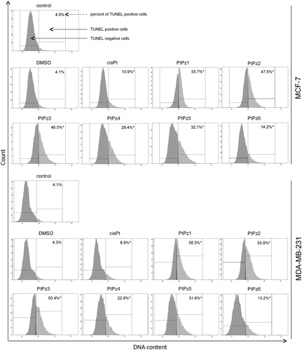 Figure 9. Flow cytometric analysis of DNA fragmentation of MCF-7 and MDA-MB-231 breast cancer cells after 24 h of incubation with PtPz1–PtPz6 (20 µM) and cisplatin (20 µM) using TUNEL assay. Histograms present TUNEL negative and TUNEL positive cells. Mean percentage values from three independent experiments (n = 3) done in duplicate are presented. *p < .05 versus control group.