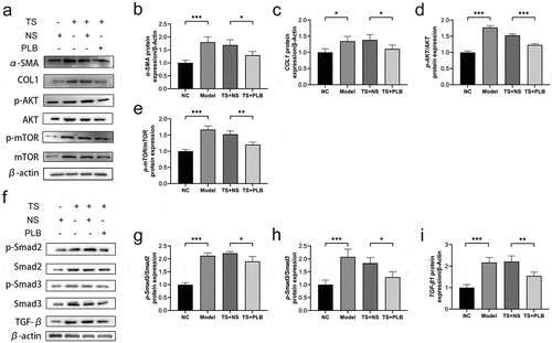 Figure 2. PLB decreases the expression of COL1 and α-SMA as well as suppresses the initiation of Akt/mTOR and TGF-β1/Smad pathways in TS rats. The levels of COL1, α-SMA, p-Akt, Akt, p-mTOR, mTOR, p-Smad2, Smad2, p-Smad3, Smad3 and TGF-β1 proteins were measured by Western blotting and quantified by densitometric analysis (b-e, g-i). Data represent the mean ± SD of the study groups, n = 3 per group. *P < 0.05,**P < 0.01, *** P < 0.001