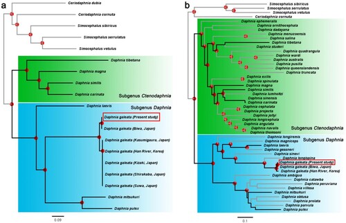 Figure 3. Maximum-likelihood phylograms based on Daphnia mitochondrial gene sequences. (a) A phylogenetic tree inferred based on an alignment of the nucleotide sequences of 13 mitochondrial genes. (b) A phylogenetic tree inferred based on an alignment of the partial nucleotide sequences of the mitochondrial 12S and 16S rRNA genes and the COX1 gene. In (b), the individuals used in the phylogeny of (a) are indicated by black bold lines. Nodes with the bootstrap support values greater than 85% are indicated with a red dot. The D. galeata HK clone used in this study is indicated with a red box. Species from the genera Simocephalus and Ceriodaphnia were used as the outgroups.