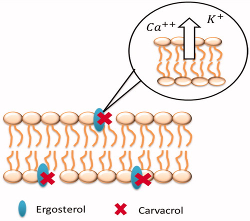 Figure 1. Representation of carvacrol’s mechanism with its possible link to ergosterol.