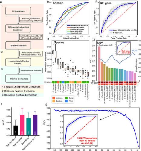 Figure 4. Diagnostic models based on microbial multimodal biomarkers. (a) The workflow of “Triple-E” feature selection procedure in xMarkerFinder. (1) Feature Effectiveness Evaluation. The differentially abundant signatures were identified using MMUPHin out of all multimodal signatures. Each single differential signature was then used to build an RF model with GroupKfold cross-validation and signatures with AUC values above 0.5 were defined as “effective features”. (2) Collinear Feature Exclusion. For all effective features, only those with absolute values of Spearman’s rank correlation coefficients less than 0.7 were reserved as “uncorrelated-effective features”. (3) Recursive Feature Elimination. The recursive feature elimination method was utilized to determine the “optimal biomarkers” as the best panel of features used for model construction. (b) Receiver operating characteristic (ROC) curve of the optimized models constructed with species-level biomarkers. Mean AUC and standard deviation of stratified fivefold cross-validation were shown. (c) Permutation feature importances of the optimized model constructed with multi-kingdom species-level features. Color represents different kingdoms. (d) ROC curve of the optimized models constructed with KO gene-level biomarkers. Mean AUC and standard deviation of stratified fivefold cross-validation were shown. (e) The upper plot showing the performances of single-strain SNV models and the multi-strain SNV model. Bar plot shows the mean coverage of each strain across all samples in the discovery dataset. The log-transformed numbers of annotated SNVs and differential SNVs in each strain are color-coded and indicated below the bar plot. (f) Box plot showing the cross-validation AUC values of models constructed with the combination of multimodal biomarkers. Mean AUCs and standard deviations are shown. (g) The process of selecting the minimal panel of SNV biomarkers with the inner plot showing the ROC curve of the minimal panel of SNV biomarkers.