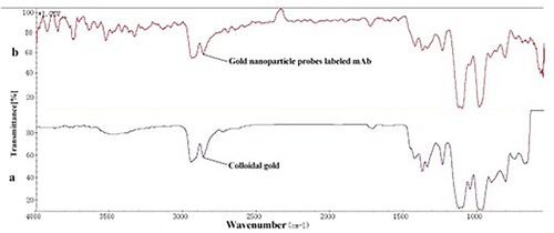 Figure 5. IR spectrum of colloidal gold (a) and gold nanoparticle probes labeled mAb (b).