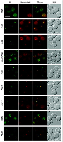 Figure 2. Colocalization of GFP-tagged Atg proteins with DuDre-Atg8. Wild-type yeast cells were cotransformed with CUP1p-DuDre-Atg8 and GFP or 2xGFP tagging plasmids for the indicated protein. Atg1 and Atg24 were tagged with GFP; the remaining were tagged with 2xGFP. Cells were starved in SD-N medium for 1 h before observation. The experiment was repeated 3 times. Representative projection images containing colocalized puncta are shown. Scale bar: 5 μm.