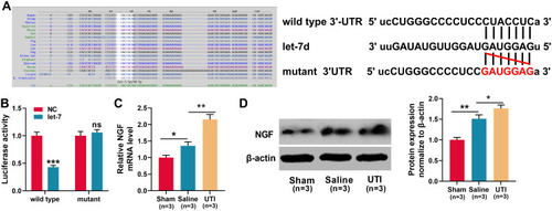 Figure 4 NGF was a target gene of let-7. (A)TargetScan databases was employed to predict the target sites between let-7 microRNAs and NGF, and NGF wild-type and mutant reporter vectors were constructed. (B) Dual-luciferase reporter gene experiments were used to verify the targeting relationship between let-7 and the 3ʹUTR of NGF. (C–D) qRT-PCR and Western blot were used to detect the expression levels of NGF mRNA and protein in the sciatic nerve of rats, n = 3/group. *P < 0.05, **P < 0.01, and ***P < 0.001.