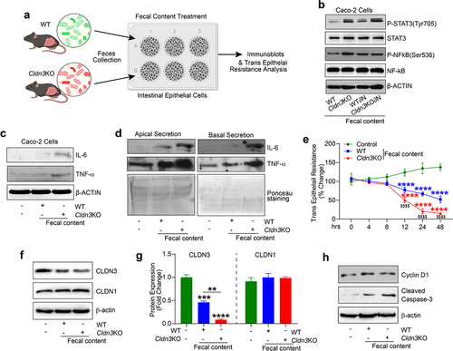 Figure 9. Cldn3KO microbiota potentiates inflammatory signaling in intestinal epithelial cells.