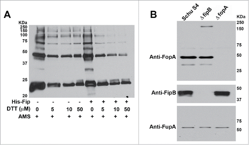 Figure 3. FipB resolved higher MW complexes of IglC and prevented higher MW complexes of FopA. Panel A) His-IglC was incubated with AMS and increasing concentrations of DTT in the presence or absence of His-FipB. Panel B) Western blot of total cell lysates of wild-type, ΔfopA, and ΔfipB strains. The same blot was incubated with anti-FopA antibody, then stripped and incubated with anti-FipB, and then stripped again and incubated with anti-FupA antibody.