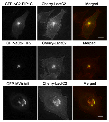 Figure 7. EGFP-Rab11-FIPs lacking the N-terminal C2 domain induce accumulation of LactC2 in the pericentriolar region. EGFP-Rab11-FIP1CΔC2 or EGFP-Rab11-FIP2ΔC2 cause an accumulation of mCherry-LactC2 in the pericentriolar region of live HeLa cells. Expression of MyosinVb-tail induced a similar accumulation of mCherry-LactC2. Images were collected every 2 s for at least 1 min. Data are representative of 2 independent experiments. Bar, 10μm.