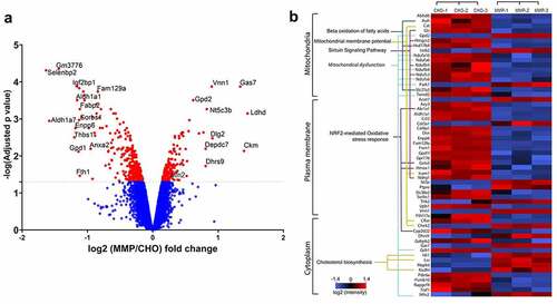 Figure 9. (a) Volcano plot showing the expression profile of proteins in parental CHO and MMP-enriched host cells. Dotted line represents the adjusted p value cutoff of 5% false discovery rate (FDR) for quantitation of proteins. Some of the proteins are labeled using their predicted mouse homolog genes. (b) Heat map of differentially expressed proteins was plotted using Perseus software.Citation45 Z-score (the mean of each row subtracted from each value, and the result is divided by the standard deviation) was calculated using the log2 abundances. The proteins were grouped based on their localization and important functional classes obtained from Ingenuity pathway software (Qiagen). Triplicate data from CHO and MMP-enriched hosts are shown. Volcano plot showing the expression profile of proteins in parental CHO and MMP-enriched host cells and heat map of differentially expressed proteins grouped based on their localization and important functional classes.