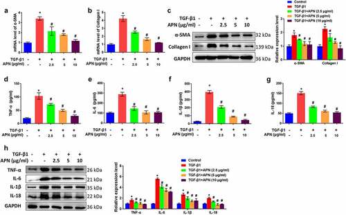 Figure 4. Effects of APN on fibrosis and inflammation in HELF cells. HELF cells were treated by TGF-β1 and different concentrations of APN. mRNA levels of (a) α-SMA, and (b) collagen I in cell were tested by qRT-PCR. (c) The protein levels of α-SMA and collagen I were tested by western blotting. Levels of (d) TNF-α, (e) IL-6, (f) IL-1β, and (g) IL-18 in cell were measured by ELISA. (h) The protein expression of cytokines was measured by western blotting. n = 3. * p < 0.05 vs. nontreated group. # p < 0.05 vs. TGF-β1-treated group.