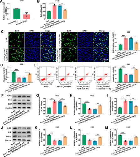 Figure 4. MiR-194-5p inhibitor partially rescued the effects of circ_0129657 silencing on cell biological properties in OGD-induced HBMECs. (A) The knockdown efficiency of miR-194-5p was examined by RT-qPCR in HBMECs after transfection by anti-miR-194-5p or anti-miR-NC. (B-M) HBMECs were introduced with si-circ_0129657 + anti-miR-194-5p, si-circ_0129657 + anti-miR-NC, si-circ_0129657 or si-NC before OGD treatment. (B) Cell viability was assessed by CCK-8 assay. (C) EdU assay was used to measure cell proliferative capacity. (D and E) Caspase-3 activity and apoptosis of cells were assessed by ELISA kits and flow cytometry assay, respectively. (F-I) The western blot assay examined the protein expression of PCNA, Bax and Bcl2 in OGD-induced HBMECs after the indicated transfection. (J-M) Western blot assay was used to assess the expression of IL-1β, IL-6 and TNF-α. **p < 0.01, ***p < 0.001, n = 3.