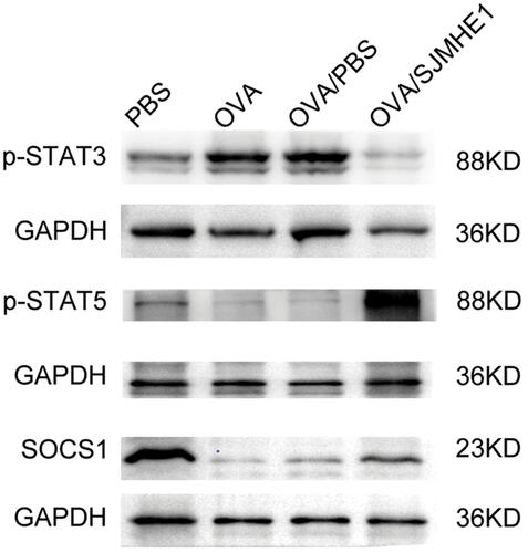 Figure 6 SJMHE1 treatment regulates the activation of STAT3 and STAT5 in the lungs of allergic mice. On day 29, the mice were killed, and their lungs were tested for p-STAT3 (Tyr705), p-STAT5 (Tyr694), and SOCS1 expression by Western blot analysis. Data are representative of two independent experiments.