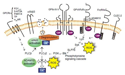 Figure 2 Signaling pathways orchestrate platelet activation and aggregation.
