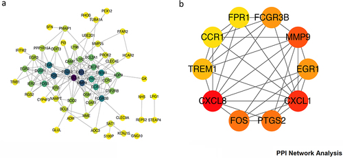 Figure 3 (a) DEGs with a combined score ≥0.4 was set as the cut-off criterion to construct the PPI network; (b) Top 10 gene by degree method in the network ranked.
