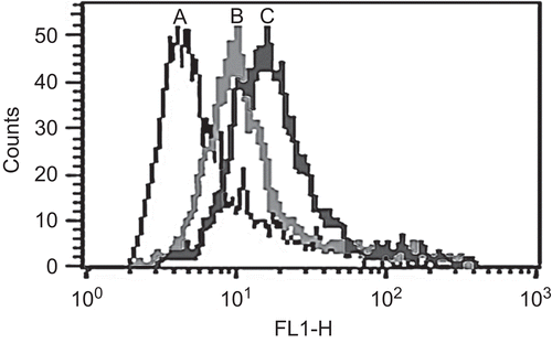 Figure 2.  Specificity of antibody binding to cell surface receptors. K562 cells were incubated with Mab followed by FITC tagged anti-mouse IgG and analyzed by flow cytometric separation of antibody positive cells. (A) control mouse IgG, 4°C; (B) TCblR mAb 1-19, 4°C; (C) TCblR mAb 1-19, 37°C.