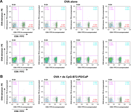 Figure S7 Responses of CD8+ T cells in peripheral blood analyzed by cell sorting.Notes: OVA tetramer-vs-CD8 density plot in mouse vaccinated with (A) OVA alone, (B) OVA + ds CpG-B72-PD/CaP, and (C) OVA + ds CpG-B72-PD-Lipo. Ratio of OVA-specific CD8+ T cells to total CD8+ T cells in each mouse was calculated from these density plots. UR (C-Q2) and LR (C-Q4) regions in quadrant region of each density plot indicate the ratios of OVA-specific and OVA-nonspecific CD8+ T cells in total CD3+ T cells. Ratio of OVA-specific CD8+ T cells was calculated from the equation: 100 × (% in UR)/{(% in UR) + (% in LR)}.Abbreviations: OVA, ovalbumin; ds, double stranded; CpG-B, class B cytosine-guanine; PD, phosphodiester; CaP, calcium phosphate; Lipo, Lipofectamine 2000; UR, upper right; LR, lower right; PE, phycoerythrin; FITC, fluorescein isothiocyanate; SSC, side scatter; FSC, forward scatter; Cy5, cyanine 5.