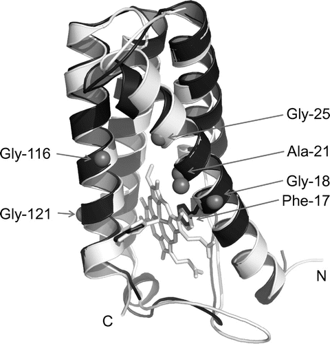 Fig. 3. Three-dimensional structure comparison.Notes: The SACP model was built by homology modelling at the SWISS-MODEL workplace using the RGCP structure (PDB code: 1JAF) as the template. The simulated main chain structure of SACP is shown in black, and that of AVCP and its heme in gray. N- and C-termini are indicated by N and C, respectively. The relevant amino acid residues appeared in the text (Phe-17, Ala-21, and four Gly residues in the α-helices) are also indicated.