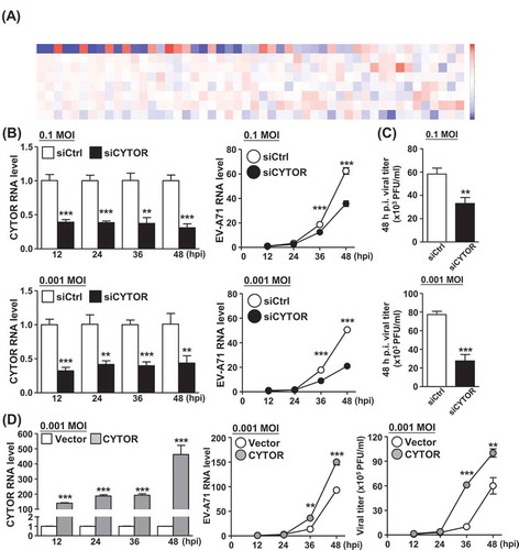 Figure 7. Knockdown of CYTOR lncRNA affects replication of EV-A71 in differentiated C2BBe1 cells. (A) The heatmap shows the top differentially expressed lncRNAs among the sub-groups as described in Figure 6A. Colours correspond to folds of difference. (B) Control and CYTOR-specific siRNAs were transfected into differentiated C2BBe1 cells and subsequently infected at the indicated viral titration (MOI). Expression profiles of CYTOR (left) and viral RNA (middle) in the infected cells were analysed by RT-qPCR assay. (C) As another readout for infection extent, cells in (B) were harvested at 48 h p.i. and analysed for viral titration by the plaque assay. (D) CYTOR-overexpressing differentiated C2BBe1 cells were infected at the indicated viral titration (MOI), and subsequently subjected to the measurement of CYTOR and viral RNA expression (left and middle), and of viral titration by plaque assay (right)