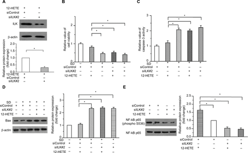 Figure S3 12-HETE inhibits cell apoptosis and promotes the activation of NF-κB through the ILK pathway in ovarian cancer cells. (A) The protein level of ILK was obviously knocked down by another independent siRNA of ILK (siILK#2) in OVCAR-3 cells. (B) Treatment with 1 µM 12-HETE increased the cell viability in OVCAR-3 cells, which was mitigated by siILK#2. (C) The inhibitory effects of 1 µM 12-HETE on the caspase-3 activation were attenuated by siILK#2. (D) 12-HETE treatment repressed the expression of Bax induced by SD through the ILK pathway. (E) Treatment with 1 µM 12-HETE induced phosphorylation of NF-κB p65, which was depressed by the knockdown of ILK with siILK#2. *P<0.05.Abbreviations: ILK, integrin-linked kinase; NF-κB, nuclear factor κB; SD, serum deprivation; 12-HETE, 12-hydroxyeicosatetraenoic acid.