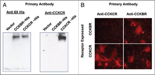 Figure 1 Specificity of the CCKCR antibody. (A) Protein gel blot with protein extracts of HEK-293 cells that were transiently transfected with pcDNA3.1 (vector-only) or 6xHis epitope-tagged receptor cDNA for the CCKBR or the CCKCR (left panel). Both CCKBR and CCKCR extracts react to the 6xHis antibody whereas the vector-extract only does not. The same HEK-293 cell extracts were reacted with the monoclonal antibody specific to the CCKCR (right panel). Only the cells expressing the CCKCR demonstrated reactivity whereas the antibody did not cross react with the cells expressing only the CCKBR. (B) COS1 cells transiently transfected with either the cDNA for the CCKCR or the CCKBR are shown. The CCKCR antibody shows specificity to the cells expressing this receptor whereas the anti-CCKBR antibody reacts to both the CCKCR and the CCKBR cells.