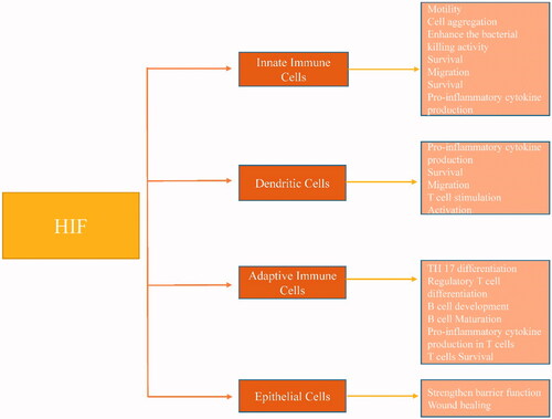 Figure 1. Pre and anti-inflammatory function of HIF.