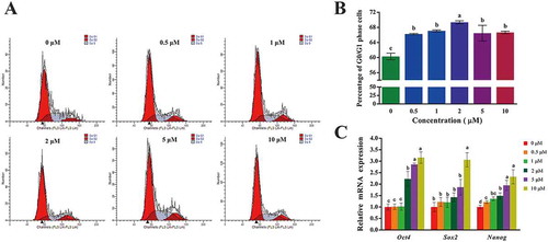 Figure 2. Cell cycle and expression of pluripotency genes of GFFs treated with different concentrations of 2-PCPA. (A) Cell cycle analysis using a flow cytometry. (B) The proportion of cells in G0/G1 phase. (C) Expression of key pluripotency genes of GFFs treated with different concentrations of 2-PCPA. Expression of key pluripotency genes in GFFs treated with 2-PCPA (0 μM) was set as 1.0. Data are presented as the mean ± SD of three independent experiments. Different superscripts represent significant difference between treated group and control group (p < 0.05). GFFs: goat fetal fibroblast cells; 2-PCPA: trans-2-Phenylcyclopropylamine.
