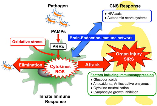 Figure 1. Innate immune response and host defense systems: The recognition of pathogen-associated molecular patterns (PAMPs) by pattern-recognition receptors (PRRs) located on the surface of host immune cells is a primitive part of the innate immune systems for protecting the host against invading pathogen. In the early phase of sepsis, an uncontrolled innate immune system enhances release of cytokines and generation of reactive oxygen species (ROS), which contribute to induce multiple organ failure and systemic inflammatory response syndrome (SIRS). Enhanced protective activity of the antioxidant network, cytokine neutralization or inhibition of lymphocyte growth might be of therapeutic potential in SIRS. In addition, optimal glucocorticoid secretion via HPA-axis stimulation in response to immune stress shows anti-inflammatory effects and enhances resistance against septic shock. Thus, the brain–endocrine–immune network might be important for the modulation of immunological balance during sepsis.