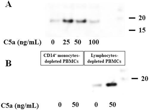 Figure 5. C5a-stimulation induces cleaved-IL-1β (p17) production of human peripheral blood mononuclear cells stimulated with C5a. C5a-stimulation induces cleaved-IL-1β (p17) production of human peripheral blood mononuclear cells stimulated with C5a. (A) Human PBMCs were stimulated with C5a (0 ng/mL, 25 ng/mL, 50 ng/mL and 100 ng/mL) for 18 h. Culture supernatants were analyzed for immunoblot analysis using anti-cleaved-IL-1β (p17) antibody. Data are representative of three independent experiments. PBMCs: peripheral blood mononuclear cells. (B) Magnetic beads-isolated CD14+ monocytes-depleted PBMCs and lymphocytes-depleted PBMCs were stimulated with C5a (0 ng/mL and 100 ng/mL) for 18 h. Culture supernatants were analyzed for immunoblot analysis using anti-cleaved-IL-1β (p17) antibody. C5a-stimulation induces cleaved-IL-1β (p17) production of lymphocytes-depleted PBMCs stimulated with C5a. Data are representative of three independent experiments. PBMC: human peripheral blood mononuclear cells.