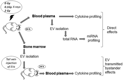 Figure 1. The workflow of the study: C57Bl/6 mice were irradiated with different doses of ionizing radiation (0, 0.1, and 2 Gy). Mice were sacrificed 24 h later, bone marrow from femur and tibia, and whole blood from hepatic vein were collected. Plasma was separated from blood, extracellular vesicles were isolated and were subjected to miRNA profiling. Extracellular vesicles were isolated from the bone marrow supernatant as well. Bystander effects were monitored by injecting the bone marrow-derived extracellular vesicles in sham-irradiated healthy mice and 24 h later blood was harvested similarly to the directly irradiated animals. Protein profiling was performed from the plasma of directly irradiated and bystander animals.