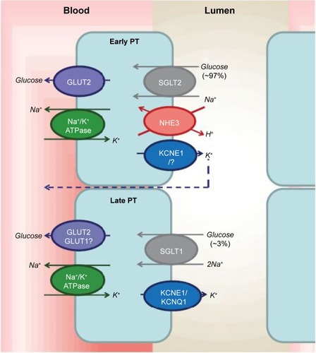 Figure 1 Physiology of glucose reabsorption in the proximal convoluted tubule.