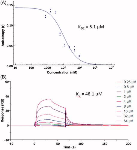 Figure 3. (A) Dose–response curve of ZJ01 in FP assay. (B) SPR sensorgrams of ZJ01.