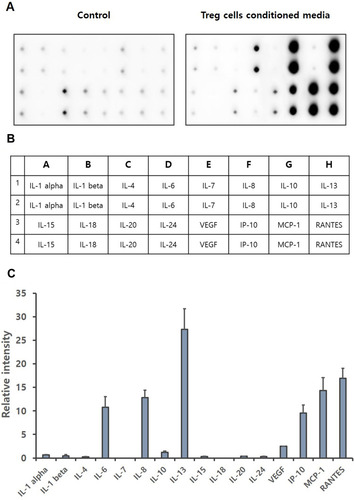 Figure 2 Cytokine array of Treg cells CM. Treg cells isolated from PBMCs were incubated with KBM502 medium. (A) Treg cells CM was detected by Davinchi Chemi doc. Left image is the results of media only (Control), right image is the results of Treg cells CM. (B) The table shows the cytokine sites of each dot about (A). (C) Relative intensity of each cytokine was determined by Densitometric analysis. (n = 3).