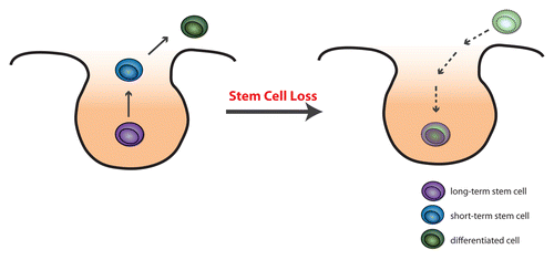 Figure 1. Normally, all cells within the niche can act as stem cells, however those on the periphery of the niche have the higher chance of leaving the niche and differentiating. Conversely, should the stem cells be lost and the niche become vacant, differentiating cells can migrate into the niche and become new stem cells.