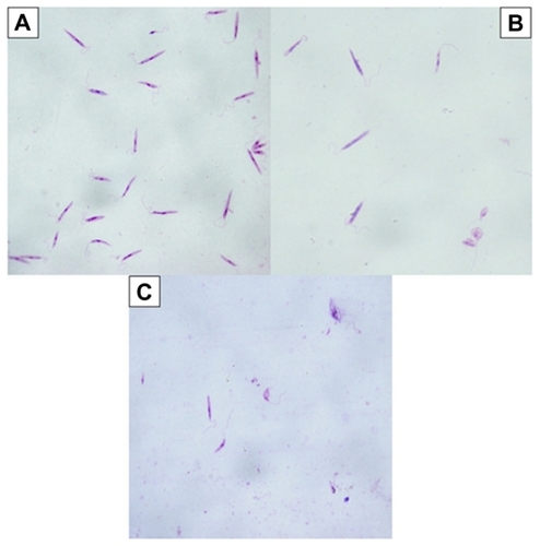 Figure 2 Microscopic view of parasites (A) in the control group (not exposed to silver nanoparticles [Ag-NPs]), (B) in the group exposed to Ag-NPs in the dark, and (C) in the group exposed to Ag-NPs under ultraviolet light (Giemsa staining, magnification 100×).