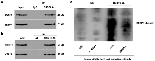 Figure 5. TRIM11 was associated with DUSP6, and regulated the ubiquitinoylation of DUSP6 in human H1975 cells transfected with TRIM11. Following co-immunoprecipitation with (a) anti-DUSP6 antibody and (b) anti-TRIM11 antibody, the presence of TRIM11 and DUSP was measured by western blot. (c) The presence of DUSP6 in TRIM11-transfected HCT116 cells was immunoprecipitated with DUSP6 antibodies and immunoblotted with anti-ubiquitin antibodies
