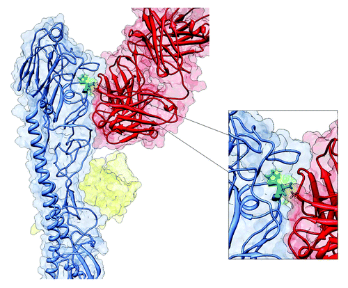 Figure 3. Structure of HA-Ab complex. Hemagglutinin protein monomer (blue color) interacting which neutralizing antibody (red color). Amino acid 66, localized on the HA-Ab interface is marked in green.