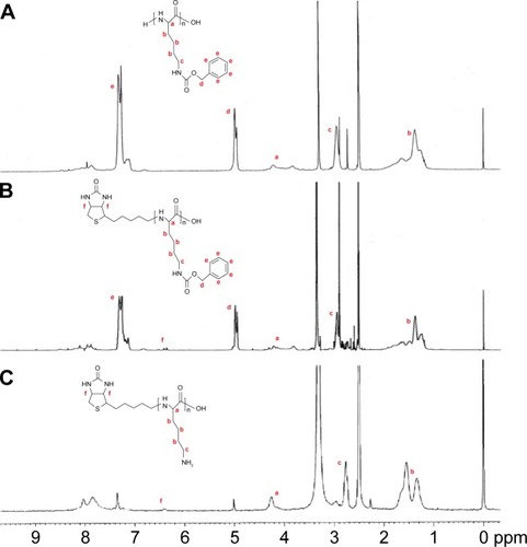Figure 2 1H NMR (DMSO-d6, 300 MHz) spectra of poly(Lys(z)-NCA) (A), biotinylated poly(Lys(z)-NCA) (B), and biotinylated PLL (C) (DMSO-d6 at 2.5 ppm and residual water at 3.3 ppm).Abbreviations: DMSO, dimethyl sulphoxide; 1H NMR, proton nuclear magnetic resonance; Lys(z), N-epsilon-carbobenzyloxy-l-lysine; NCA, N-carboxyanhydride; PLL, poly (l-lysine).