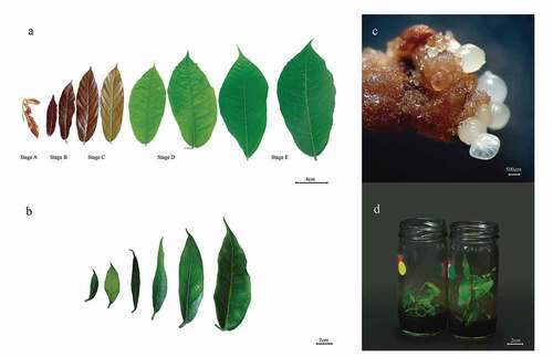 Figure 1. Cacao field plant leaves (FPL) and in vitro plantlet leaves (IVL) for extracting genomic DNA. a) CCN51 genotype FPL developmental stages. b) CCN51 IVL. c) TSH565 cotyledonary and globular somatic embryos. d) TSH565 in vitro plantlets (left) and CCN51in vitro plantlets (right) (90 days)