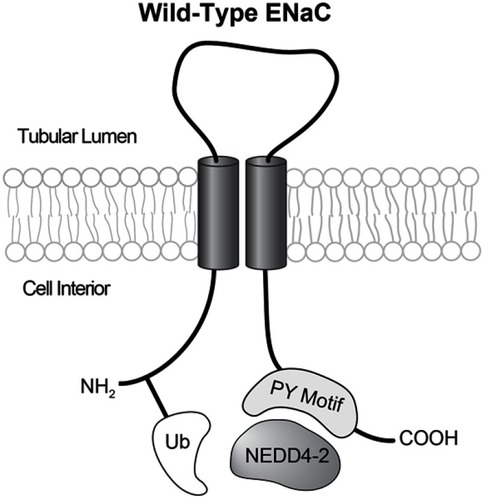 Figure 1 Each ENaC subunit has intracellular amino and carboxy termini, two transmembrane domains, and an extracellular loop. When an intact PY motif is present the E-3 ubiquitin ligase NEDD4-2 can bind to ENaC carboxy termini, and ubiquitinate amino termini. In typical Liddle’s syndrome this mechanism is disrupted.
