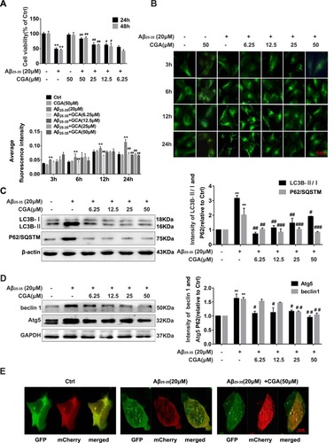 Figure 2 CGA inhibits Aβ25-35-induced autophagy in SH-SY5Y cells.