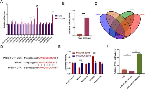 Figure 5 MiR-92a-3p targets the gene PTEN. (A) MiRNA expression in BMSCs supplemented with Exosome and Exosome-MS was detected using real-time PCR. The first ten mirnas shown in the statistical diagram are up-regulated mirnas in high-throughput sequencing results, and the last five are down-regulated mirnas. (n=3) (B) Real-time PCR was employed to detect the levels of miR-92a-3p in both Exosome and Exosome-MS. (n=3) (C) By utilizing the database, the prediction of target genes for miR-92a-3p led to the discovery of 109 cross-over genes. (D) The interaction site between miR-92a-3p and PTEN. (E) To confirm the interaction between miR-92a-3p and PTEN, a luciferase reporter assay was conducted. (n=3) (F) The level of PTEN was evaluated using real-time PCR after the transfection of miR-92a-3p mimics and miR-92a-3p inhibitor into BMSCs. The data are expressed as the mean ± SD (n = 3); *p < 0.05; **p < 0.01; ***p < 0.001.