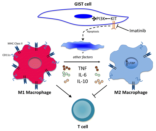 Figure 1. Dynamic changes in tumor-associated macrophages in gastrointestinal stromal tumors in response to imatinib. Tumor-associated macrophages (TAMs) in gastrointestinal stromal tumors (GISTs) are M1-like and antitumoral at baseline. TAMs become M2-like and tumor promoting in response to KIT oncoprotein inhibition by treatment with the tyrosine kinase inhibitor imatinib. Tumor cell apoptosis caused by KIT inhibition and other factors (not shown) lead to the downregulation of M1 markers and cytokines, such as tumor necrosis factor (TNF) and IL-6, and the upregulation of M2 markers and cytokines, such as IL-10. T cells are activated and stimulated to proliferate by M1-like TAMs and inhibited by M2-like TAMs, thereby altering tumor immunity.