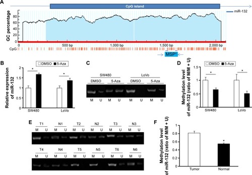 Figure 5 Downregulation of miR-132 in CRC cells is associated with methylation of miR-132 upstream region.