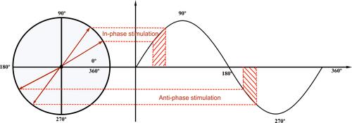 Figure 2 Phase-locked acoustic stimulation. A circular plot can be used to visualize different phases of slow-waves that are targeted using phase-locked acoustic stimulation. In-phase stimulation delivers pink noise during the upslope of slow-waves, and anti-phase stimulation delivers pink noise during the downslope of slow-waves. In practice, acoustic stimulation is phase-locked to a range of the slow-wave’s cycle, represented in red here.