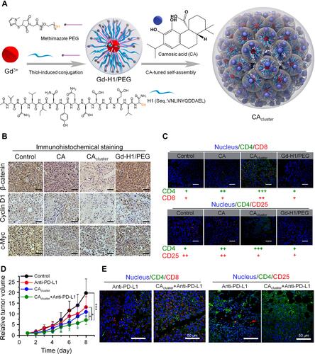 Figure 2 Self-assembled nanoclusters targeting β‑catenin enhanced tumor immunotherapy. (A) Schematic illustration of the preparation of CAcluster. (B) Immunohistochemical staining of β-catenin, Cyclin D1, and c-Myc of tumor sections from B16F10 tumor-bearing mice in different treatment groups, scale bar: 100 µm. (C) Immunofluorescence staining of CD4/CD8 and CD4/CD25 of tumor sections from mice receiving different treatments, scale bar: 50 µm. (D) Relative tumor volumes of B16F10 tumor-bearing mice in different treatment groups. (E) Immunofluorescence staining of CD4/CD8 and CD4/CD25 of tumor sections from mice receiving different treatments, scale bar: 50 µm. *P < 0.05, ***P < 0.001. Reproduced from Liu JX, Yan J, Yang SQ, et al. Biomimetic and self-assembled nanoclusters targeting beta-catenin for potent anticancer therapy and enhanced immunotherapy. Nano Lett. 2019;19(12):8708–8715.Citation59 Copyright 2019, American Chemical Society.