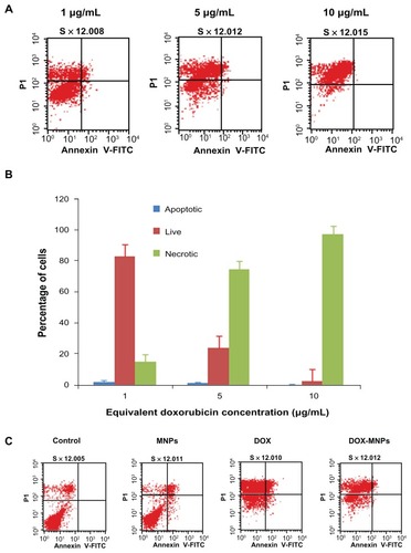 Figure 4 The apoptosis-induction effect of doxorubicin-loaded magnetic Fe3O4 nanoparticles (DOX-MNPs) in Lewis lung carcinoma cells (LLC). Fluorescein isothiocyanate– labeled Annexin V (Annexin V-FITC) and propidium (PI) double staining and flow cytometry were used to determine the proportion of live cells (Annexin V-FITC and PI double negative, bottom left quadrant), early apoptotic cells (Annexin V-FITC and PI negative, bottom right quadrant), late apoptotic cells (Annexin V-FITC and PI positive, top left quadrant), and necrotic cells (Annexin V-FITC and PI double positive, top right quadrant). (A) Representative histograms from flow cytometry of LLC cells treated with medium containing a series of concentrations of DOX-MNPs; (B) determination of live, apoptotic, and necrotic cells treated with a series of concentrations of DOX-MNPs; (C) representative histograms from flow cytometry of LLC cells treated with fresh medium containing free DOX (5 μg/mL) or equivalent concentrations of MNPs and DOX-MNPs; (D) determination of live, apoptotic and necrotic cells treated with free DOX (5 μg/mL) or equivalent concentrations of MNPs and DOX-MNPs.