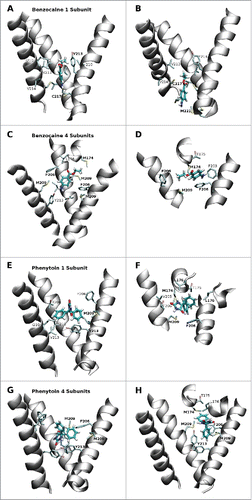 Figure 5. Snapshots from the equilibrium simulations representing the 2 most favored positions of benzocaine and phenytoin in each system. While the full pore forming domain of NavAb (residues 115–221) was used in these simulations, for clarity, only selected residues from the S6 helices (residues 200–221) and the region between the S5 and S6 helices (residues 170–178) are shown in this figure. A and B: Benzocaine in the 1S system in the region of the activation gate. C and D: benzocaine in the 4S system with the amine oriented toward Y213 (C) and pi-stacking with F206 (D). E and F: phenytoin in the 1S system occupying the central cavity above Y213 (E) and in the fenestration (F). G and H: phenytoin in the 4S system with (G) the amine oriented toward Y213 while the benzyl rings are surrounded by the bulky residues M209, F206 and Y213; or (H) straddling F206 and with one benzyl ring protuding into the fenestration.