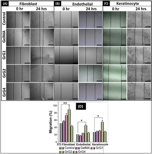 Figure 6 Results of wound healing scratch assay using (A) 3T3 fibroblast cells, (B) Endothelial Cells, (C) HaCat Keratinocyte cells for control (untreated), blank GelMA hydrogel, 0.001 wt% rGO loaded GelMA hydrogel (GrG1), 0.002 wt% rGO loaded GelMA hydrogel (GrG2), & 0.004% rGO loaded GelMA hydrogel (GrG4) treated cells. (D) Percentage of wound healing was measured and presented on a histogram using ImageJ software. (*P < 0.05, **P < 0.01). The scale bar at the right lower corner is 1000 µm.