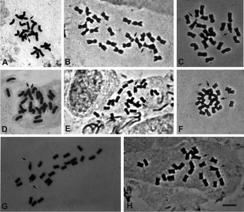 Figure 2. Photomicrographs of mitotic metaphases of Sclerophylax and Nolana stained with Giemsa. A, N. divaricata; B, N. patula; C, S. arnottii; D, N. villosa; E, N. stenophylla; F, S. adnatifolia; G, S. spinescens; H, S. kurtzii. Arrows point to satellites. All at the same scale, bar = 5 µm.