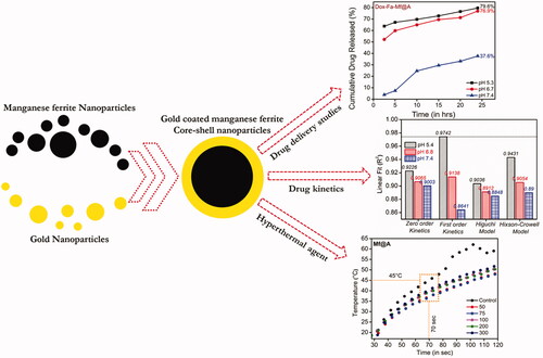 Figure 1. Schematic representation of gold-coated manganese ferrite core–shell nanoparticles and its application.