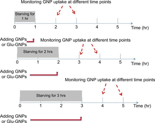 Figure 3 Experimental design to check cells’ uptake of nanoparticles with different starvation times.Abbreviations: GNPs, gold nanoparticles; Glu-GNPs, pegylated glucose coated GNPs; hr, hour(s).